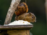 Braunes Costa-Rica-Hörnchen auf Futterstelle mit Reis